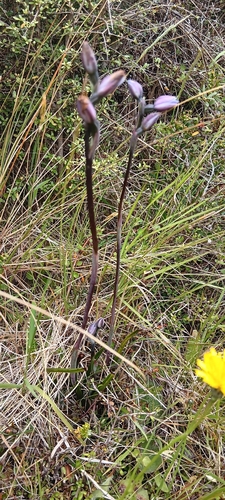 Thelymitra pulchella, 2026-01-11