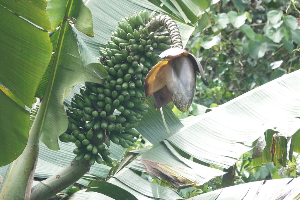 Musa bukensis