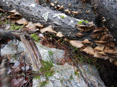 Trametes ochracea