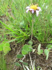 Afroaster perfoliatus
