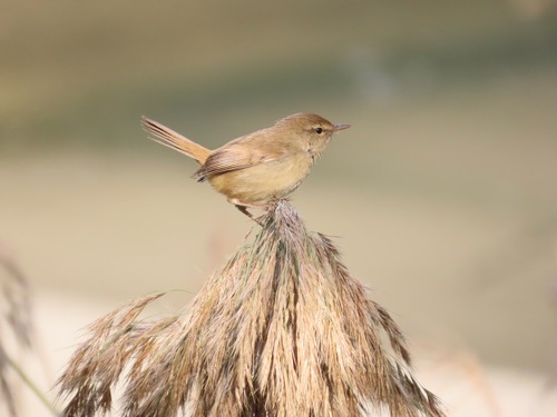 Japanese Bush Warbler (Horornis diphone), photo 6