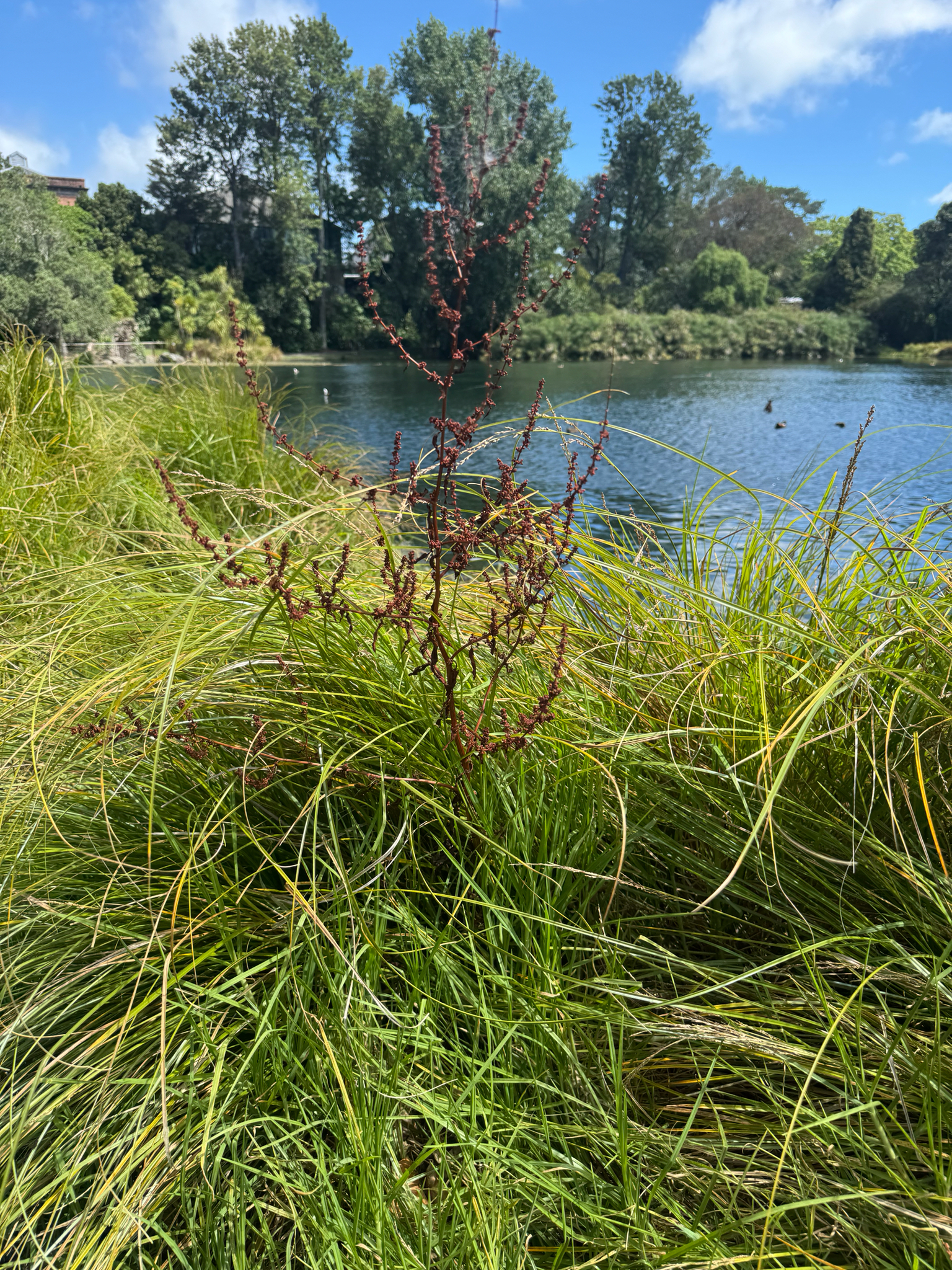 Imagem de Labaça-amontoada