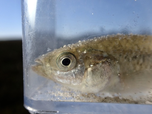 California killifish (Fundulus parvipinnis) — Fundulidae — 4