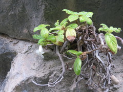 Alsobia magnifica