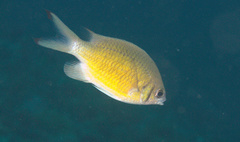 Chromis weberi