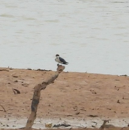 Wire-tailed Swallow