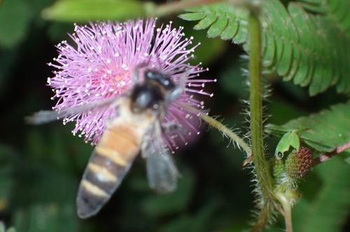 Apis dorsata