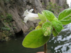 Alsobia magnifica
