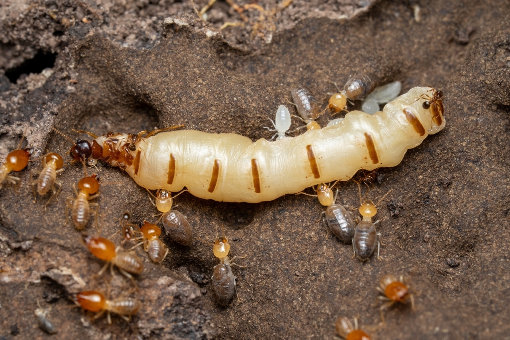 Procornitermes araujoi