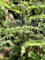 Phyllanthus parvulus parvulus