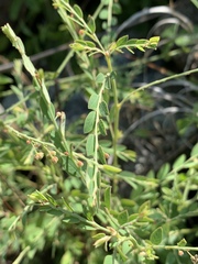 Phyllanthus parvulus parvulus