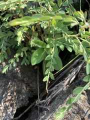 Phyllanthus parvulus parvulus