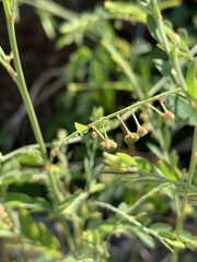 Phyllanthus parvulus parvulus