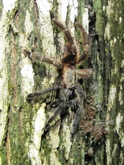 Psalmopoeus