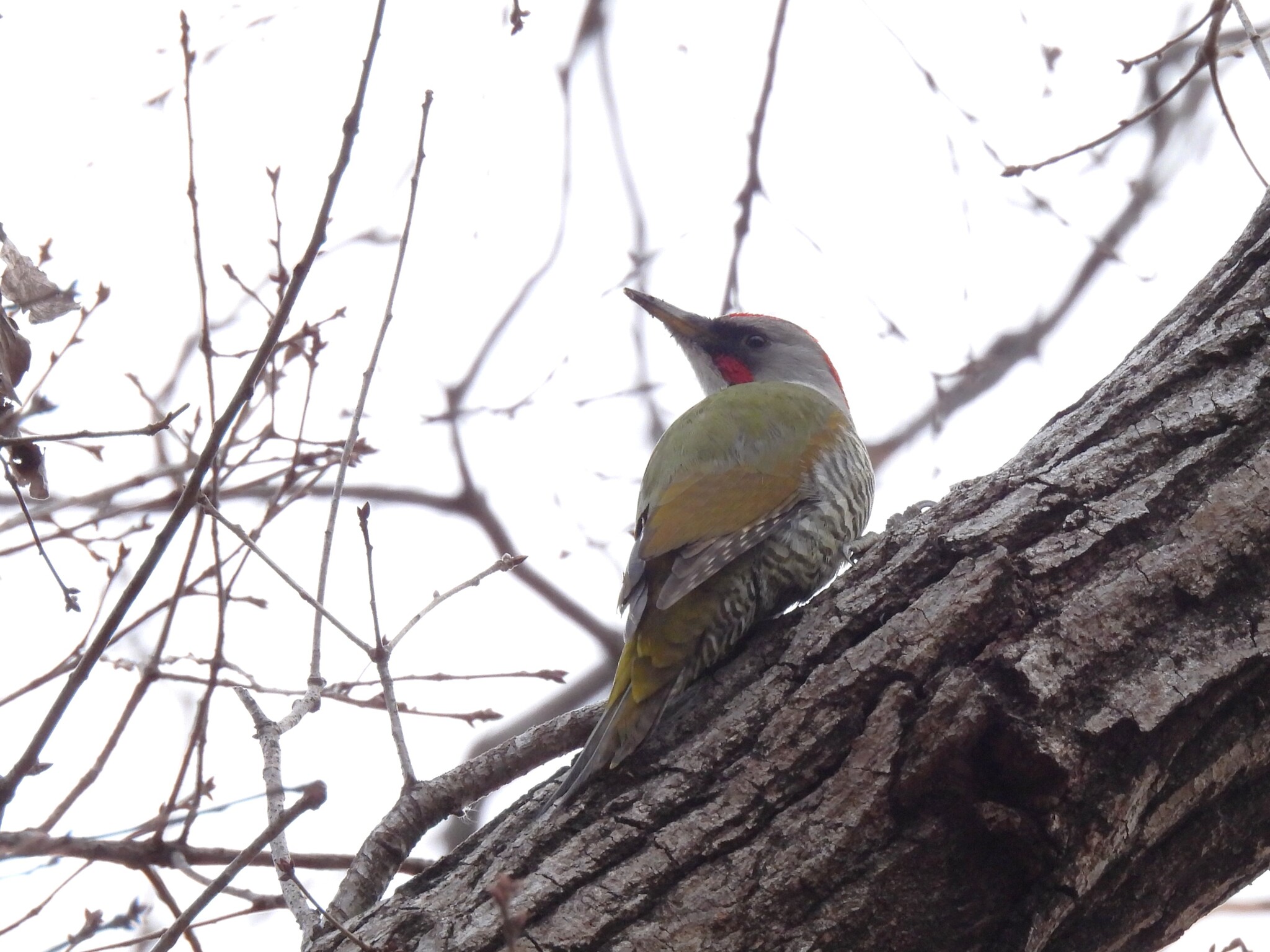 Japanese Green Woodpecker (Picus awokera), photo 4
