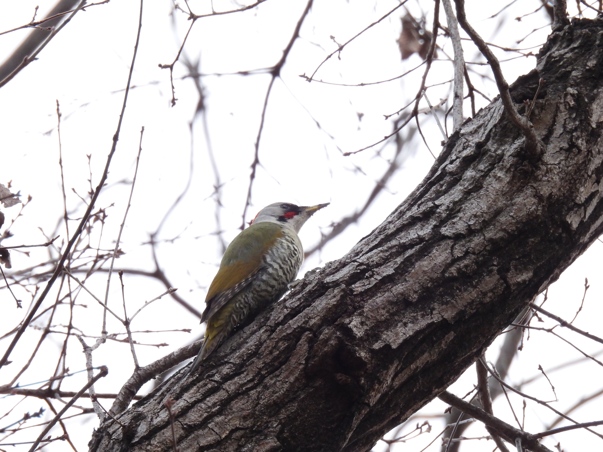 Japanese Green Woodpecker (Picus awokera), photo 5