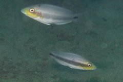 Redstripe Tuskfish photo 3