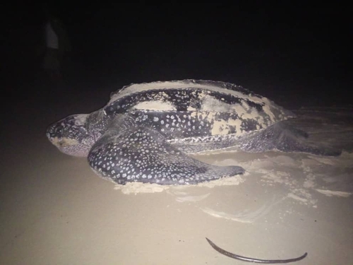 Leatherback Sea Turtle