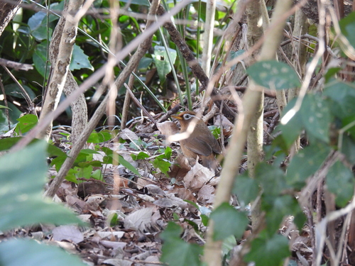 Chinese Hwamei (Garrulax canorus), photo 5
