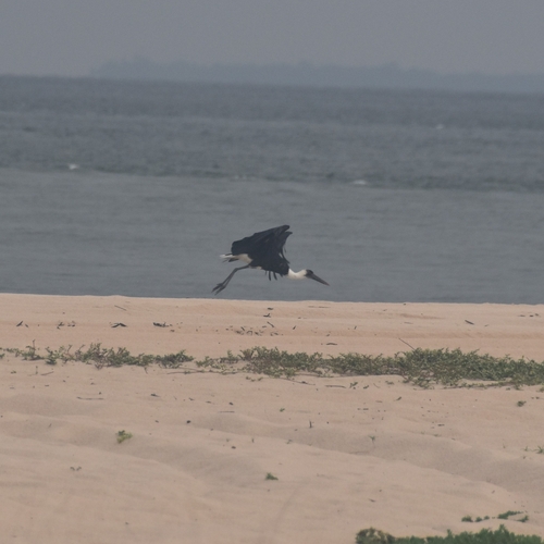 African Woolly-necked Stork (Ciconia microscelis), photo 4