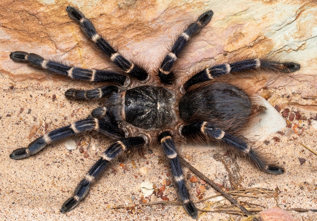 The Brazilian Blue and Red Tarantula