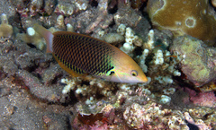 Halichoeres podostigma