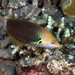 Axilspot Wrasse - Photo (c) craigjhowe, some rights reserved (CC BY-NC)