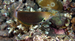 Halichoeres podostigma