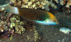 Halichoeres podostigma