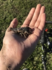 Fallicambarus houstonensis
