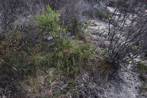 Image of Lebeckia contaminata by (c) Tony Rebelo, some rights reserved (CC BY-SA)