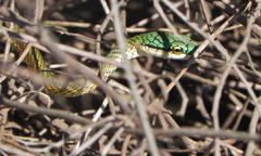 Leptophis ahaetulla marginatus