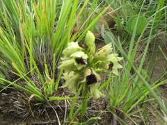 Orthochilus foliosus