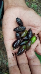 Beilschmiedia pendula