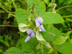 Neustanthus phaseoloides
