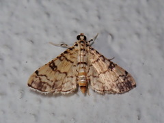 Hileithia approprialis