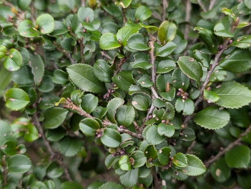 Eurya crenatifolia, photograph 5
