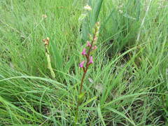 Disperis tysonii