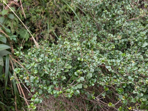 Eurya crenatifolia, photograph 6