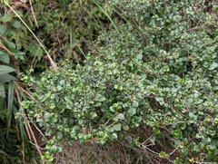 Eurya crenatifolia, photograph (c) Francisca Wu, some rights reserved (CC BY)