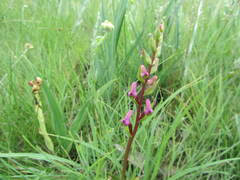 Disperis tysonii