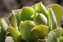 Aeonium canariense subsp. christii image