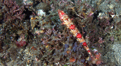 Synodus rubromarmoratus