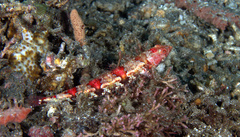 Synodus rubromarmoratus