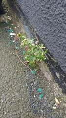 Senecio vulgaris
