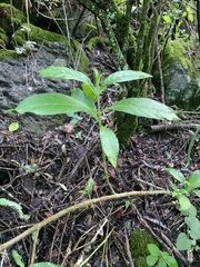 Metarungia longistrobus