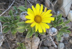 Pallenis maritima