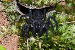 Liphistius malayanus