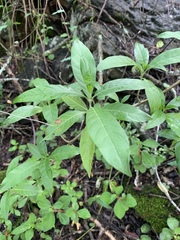 Metarungia longistrobus