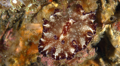 Discodoris boholiensis